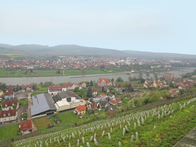 Immer ein Augenschmaus - das Maintal-Panorama in den Klingenberger Weinbergen