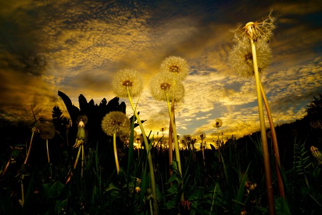Pusteblumen-Abendstimmung im Odenwald.
