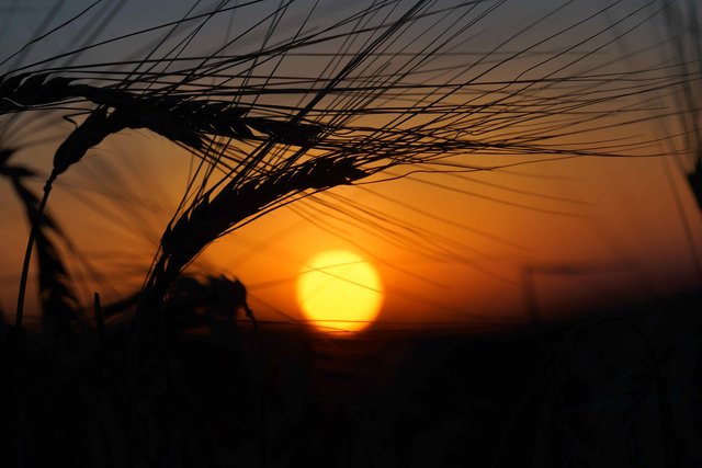 Sommer-Abendsonne.
