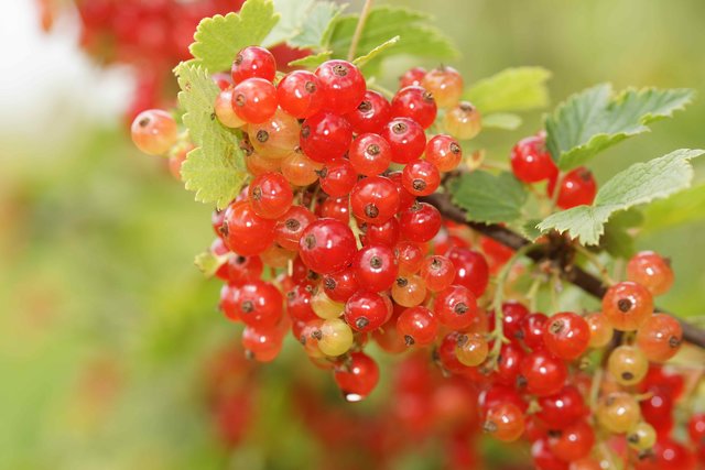 Johannisbeeren im eigenen Garten.