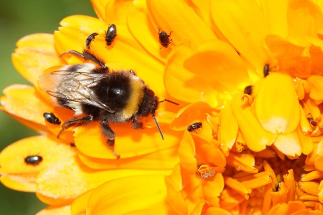 Schnell ist der Temperatur-Anstieg erfolgt: die Schwüle weckt Insekten aller Art auf sonnige, farbenprächtige  Flächen.