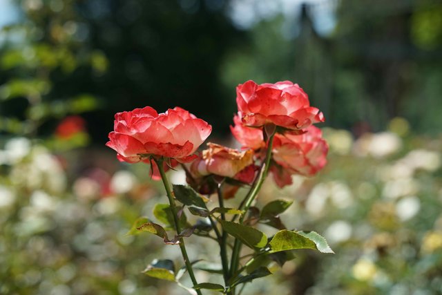 Rosenmonat adé.