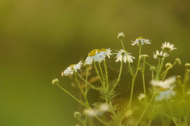 Kamille-Sommerblumen an einem Juni-Abend.
