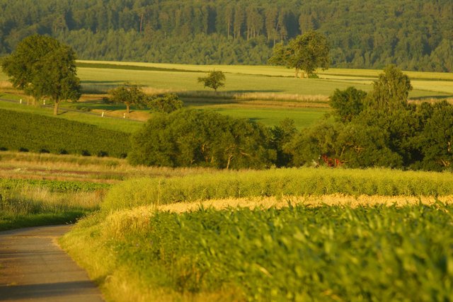 Flur zwischen Richelbach und Neunkirchen im Odenwald.