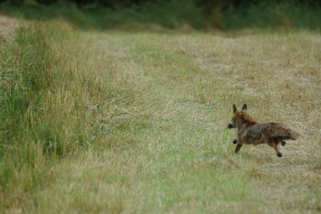 Eiliger Fuchs: Mit erbeuteter Maus geht's ab ins Versteck.