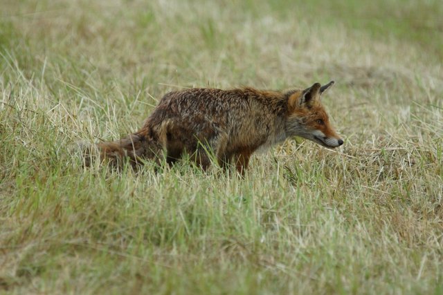 Minutenlang auf Beute wartender, bald erfolgreicher Fuchs in der Sommerhitze.