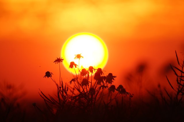 Juli-Sonne im Juli 2015