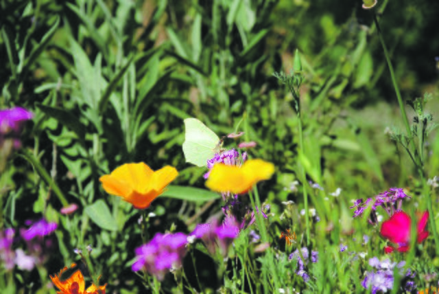 Schmetterling