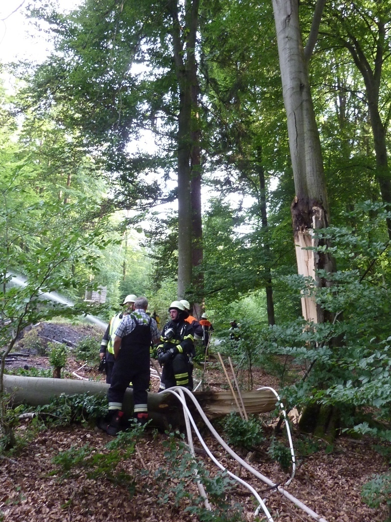 abgebrochener Baum