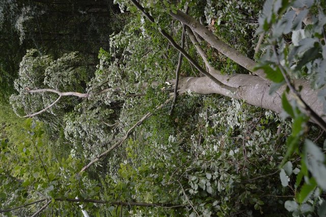 Waldbrand in Berndiel - abgebrochener Baum