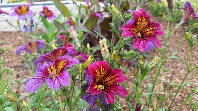 Blume aus der Gartenschau in Alzenau