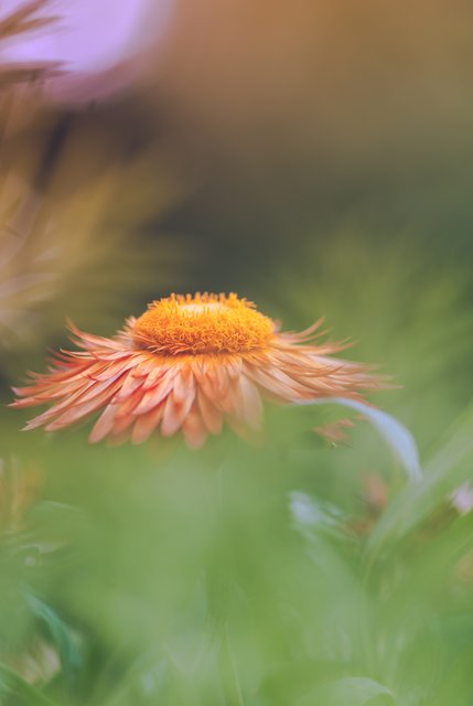 Kornblume