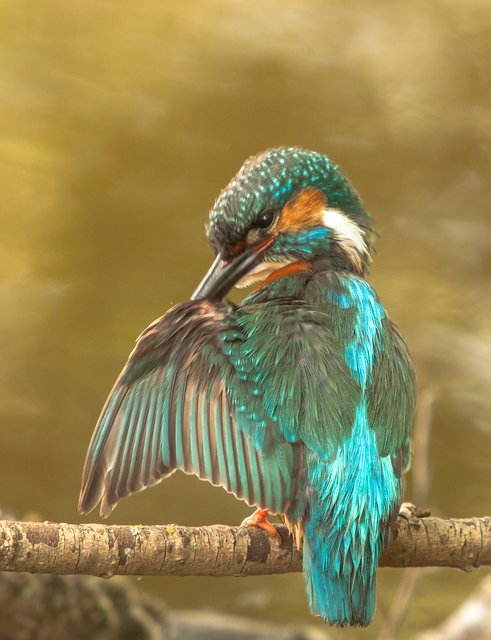 Eisvogel in der Morgensonne
