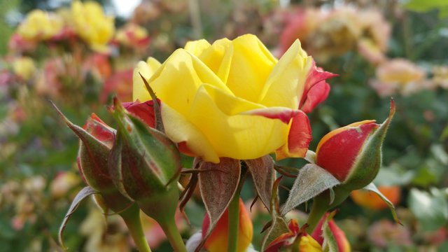 Eine Rose für Dich