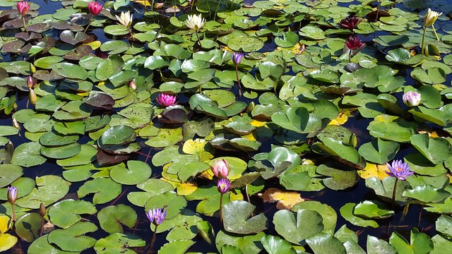Bunter Seerosenteppich gesehen auf der Landesgartenschau in Alzenau