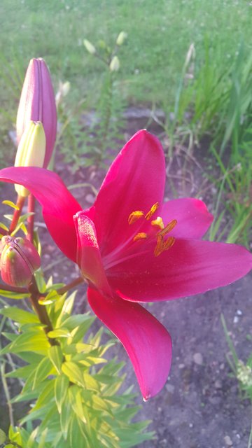 In der Morgensonne strahlen meine Lilien am Schönsten