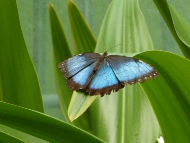 blauer Himmelsfalter