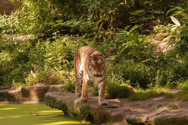 hunriger Tiger