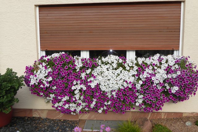 Blumenfenster