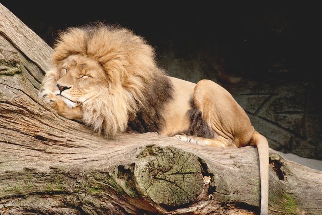 The lion sleeps tonight