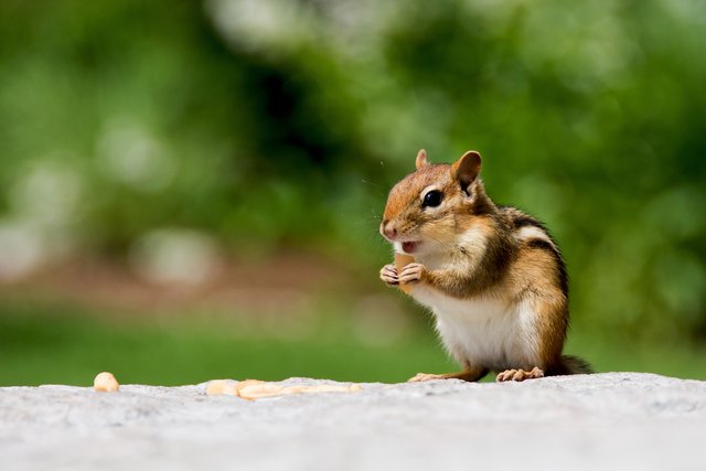 Streifenhörnchen im Park