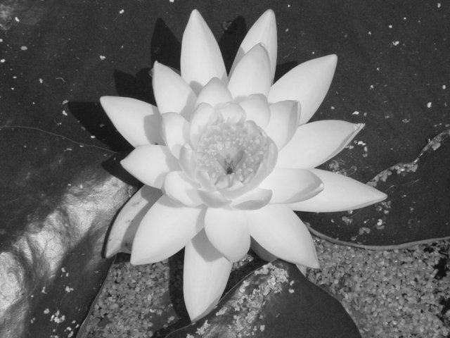 Seerose
