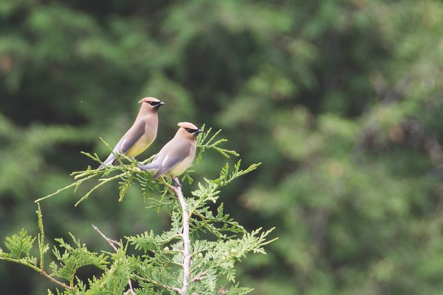 Zedernseidenschwanz Pärchen in Canada