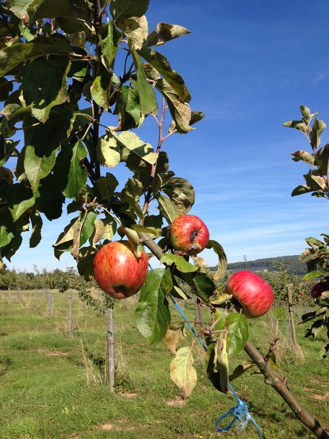 Plantage in Leidersbach