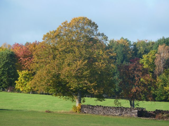 Herbstfarben - die Natur zeigt sich in einer einzigartigen Farbenpracht