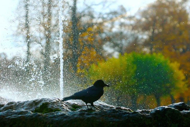 Amsel im Park.