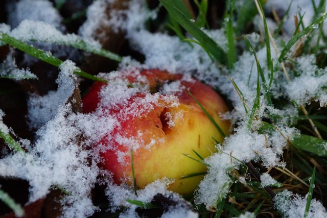 Attraktive Frucht für die Vögel im Winter.