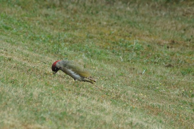 Grünspecht im Nachbar-Garten.