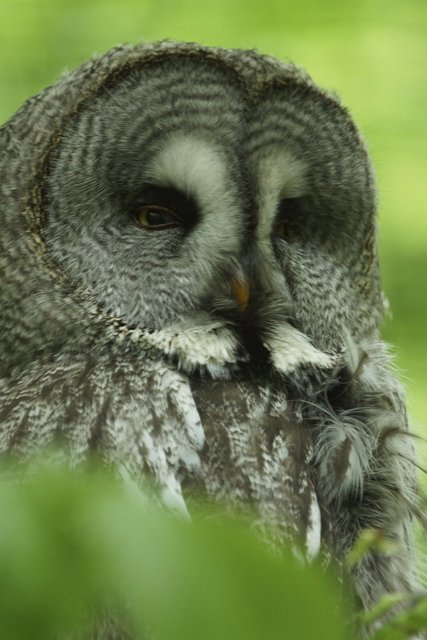 Eule im Wildpark Bad Mergentheim (Gehege).