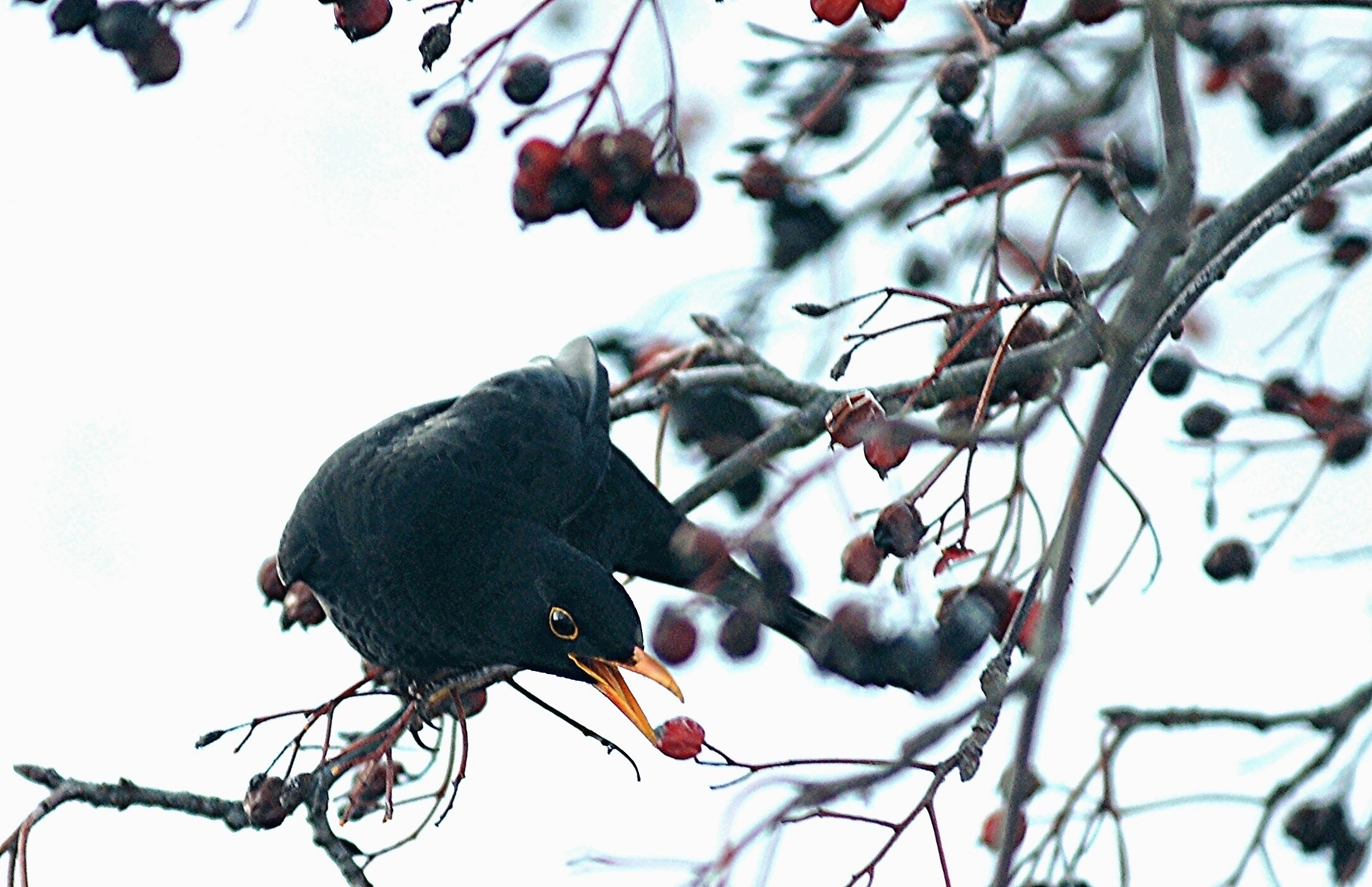 Amsel im Winter.