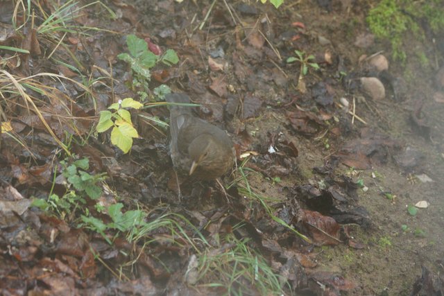 Amsel im Garten.