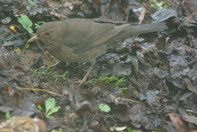 Amsel.