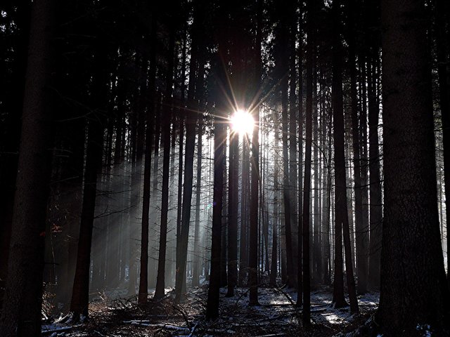 Winter-Wald.