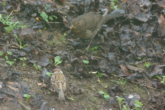 Amsel und Sperling.