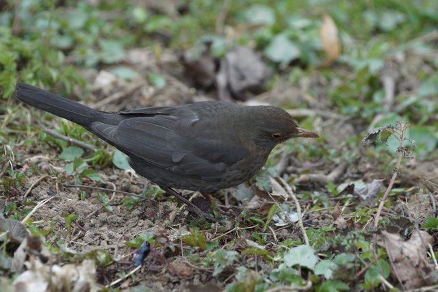 Amsel im Garten.