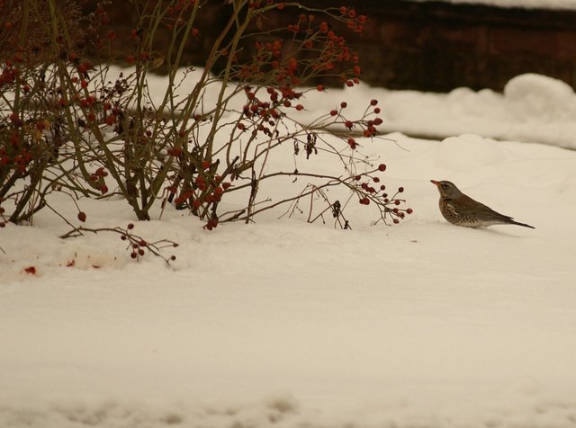 Wacholderdrossel im Schnee.