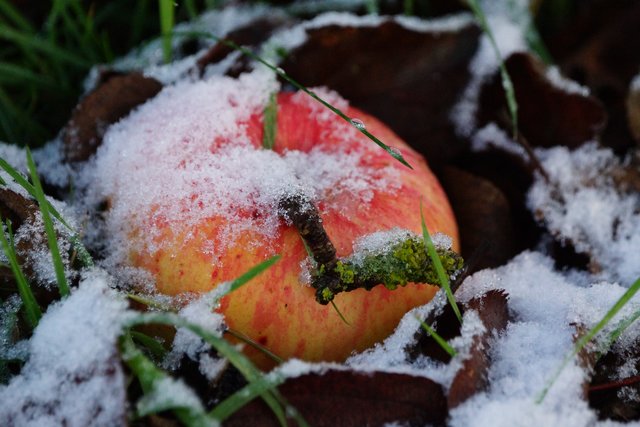 Vitaminreiches Frucht für Vögel im Winter.