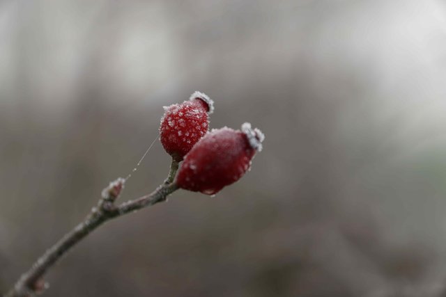 Rotes Hagebutten-Duo imvernebelten Morgen-Raueis.