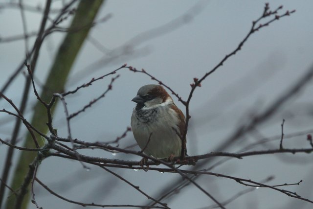 Ein Spatz macht kurze Rast auf winterlichem Baum.