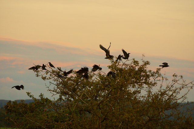 Krähen unter sich.