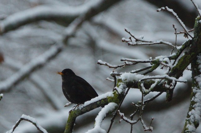 Amsel im Neuschnee,