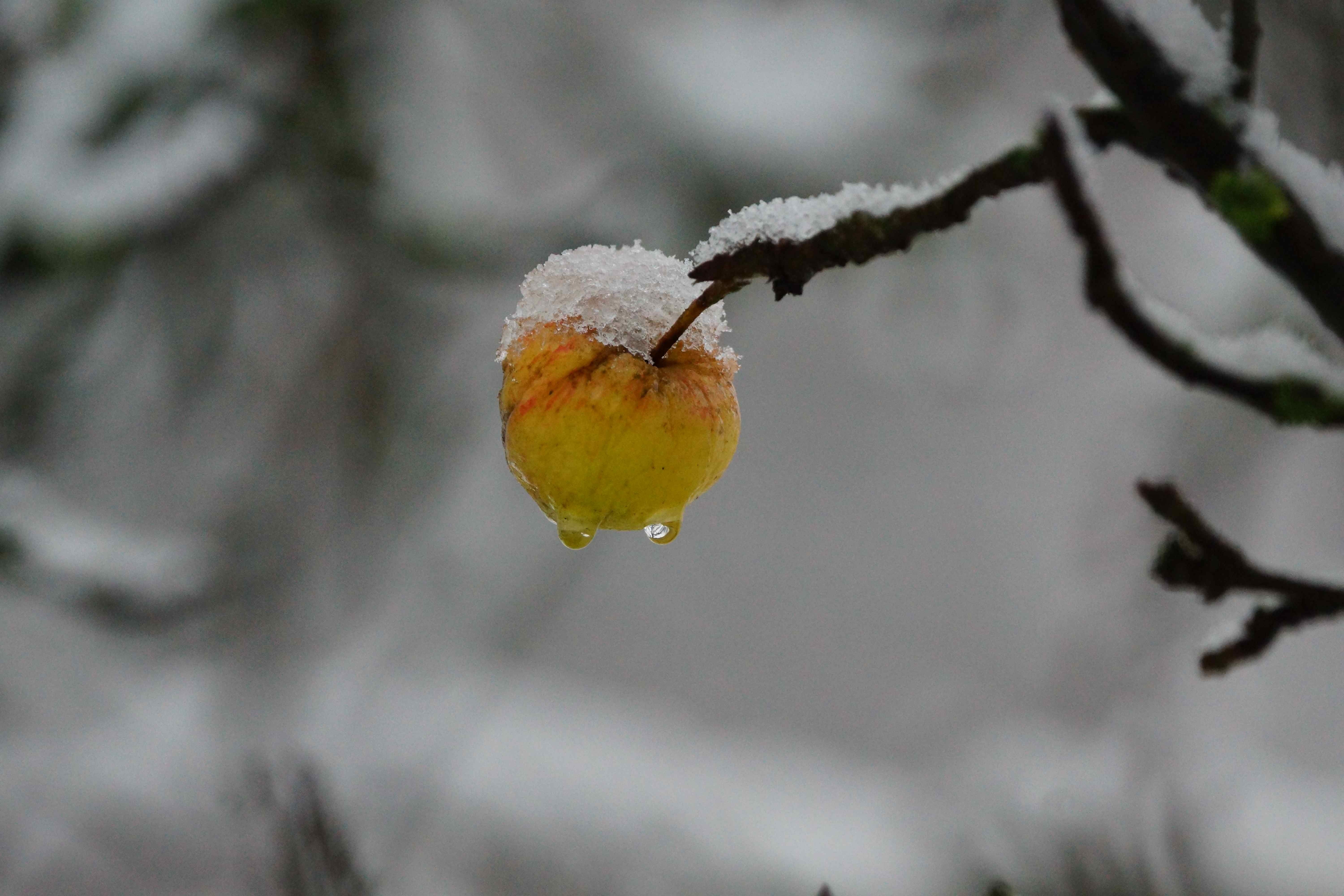 Winter-Apfel, gefrostet.