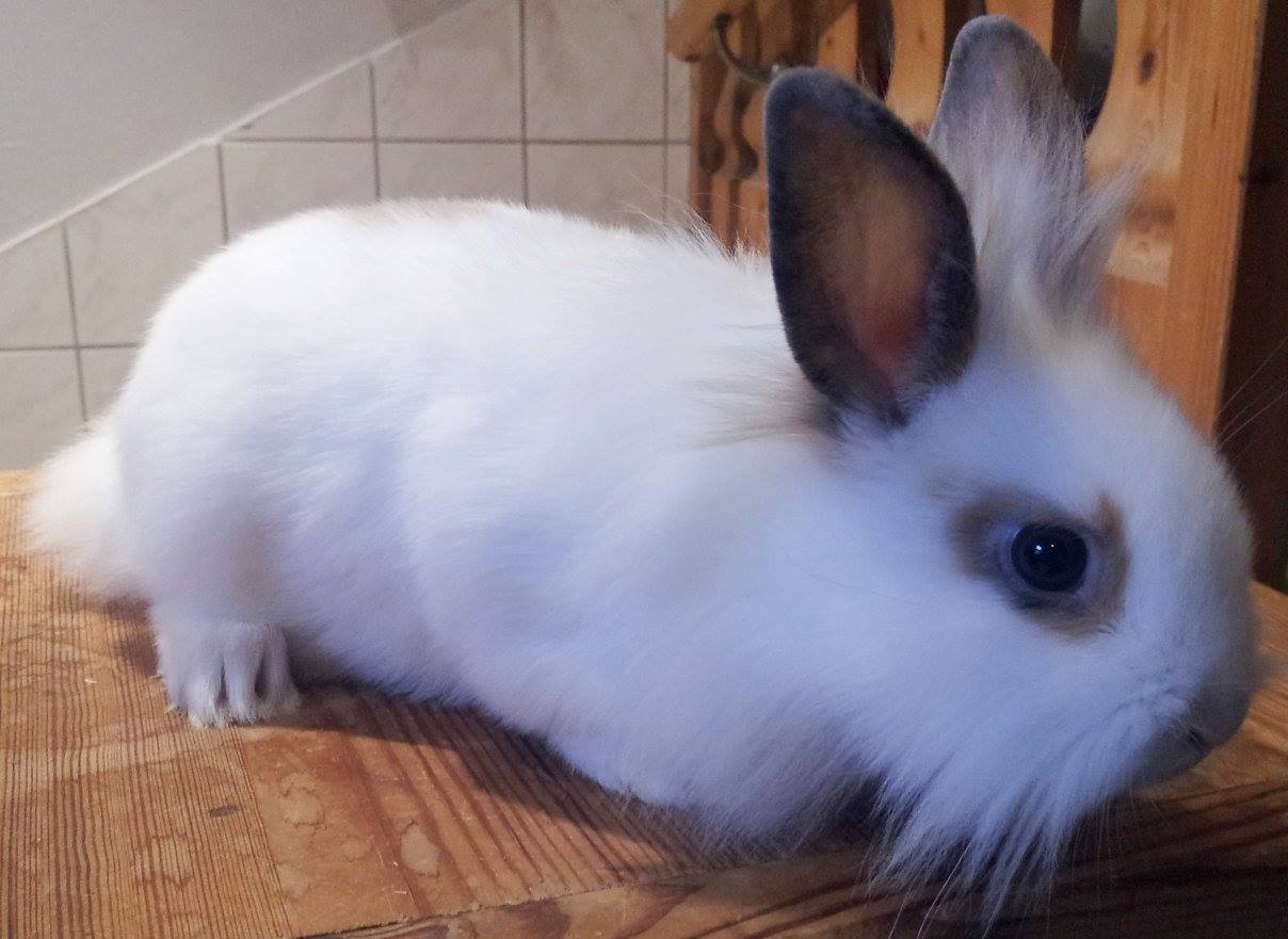 Kumo