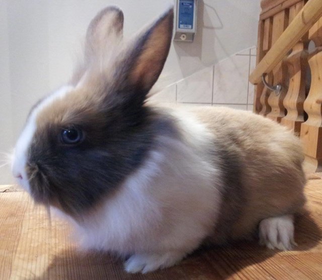 Krümel
