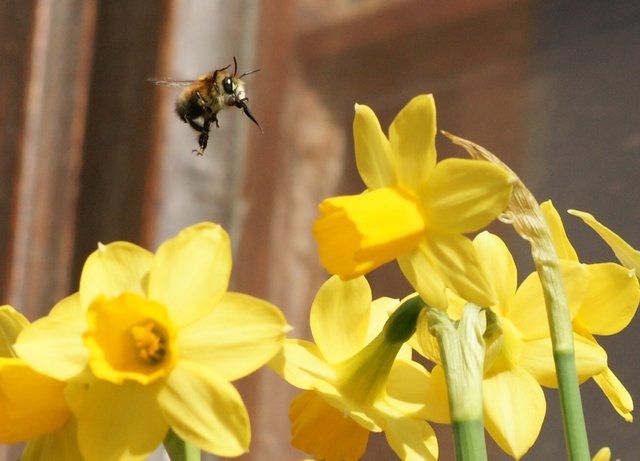 Leuchtende Narzissen: Blickfang  und Anziehungspunkt.