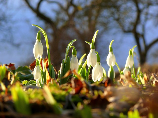 Erste Vorfrühlungsgboten: Sxchneeglöckchen im Odenwald.